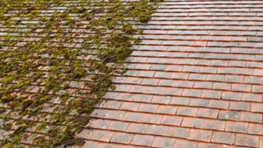 Roof Moss Removal Services in Nanaimo