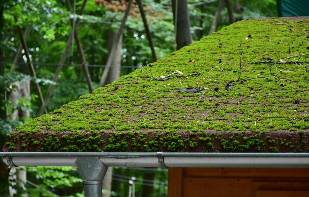 Can Roof Moss Shorten the Life of Your Shingles?