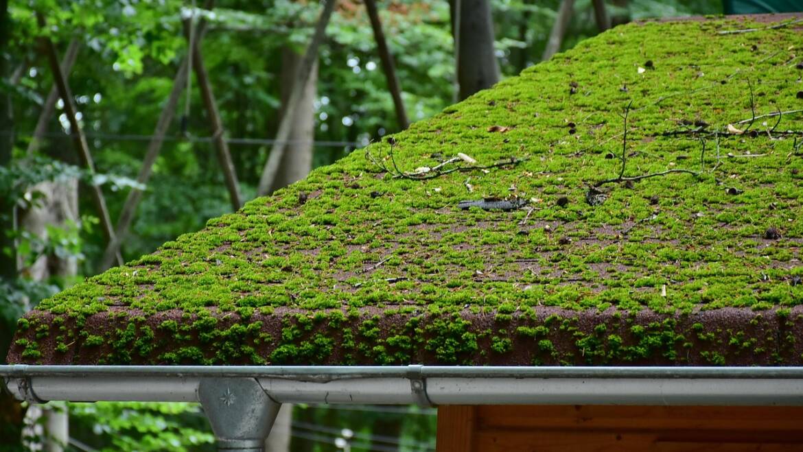 Seasonal Preparations: Why October Is Ideal for Roof Moss Removal