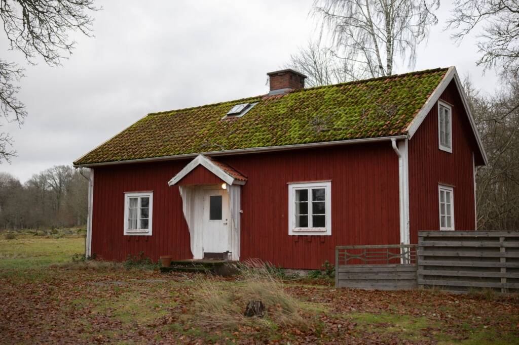 Moss on roof