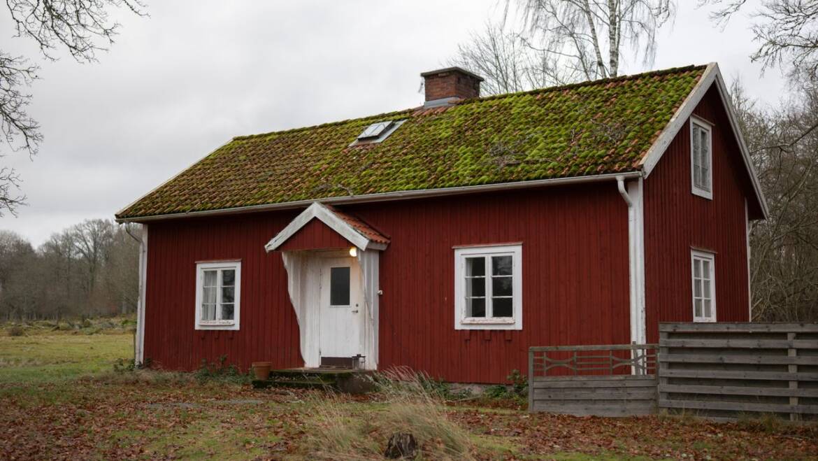 Can Moss Actually Damage My Roof?
