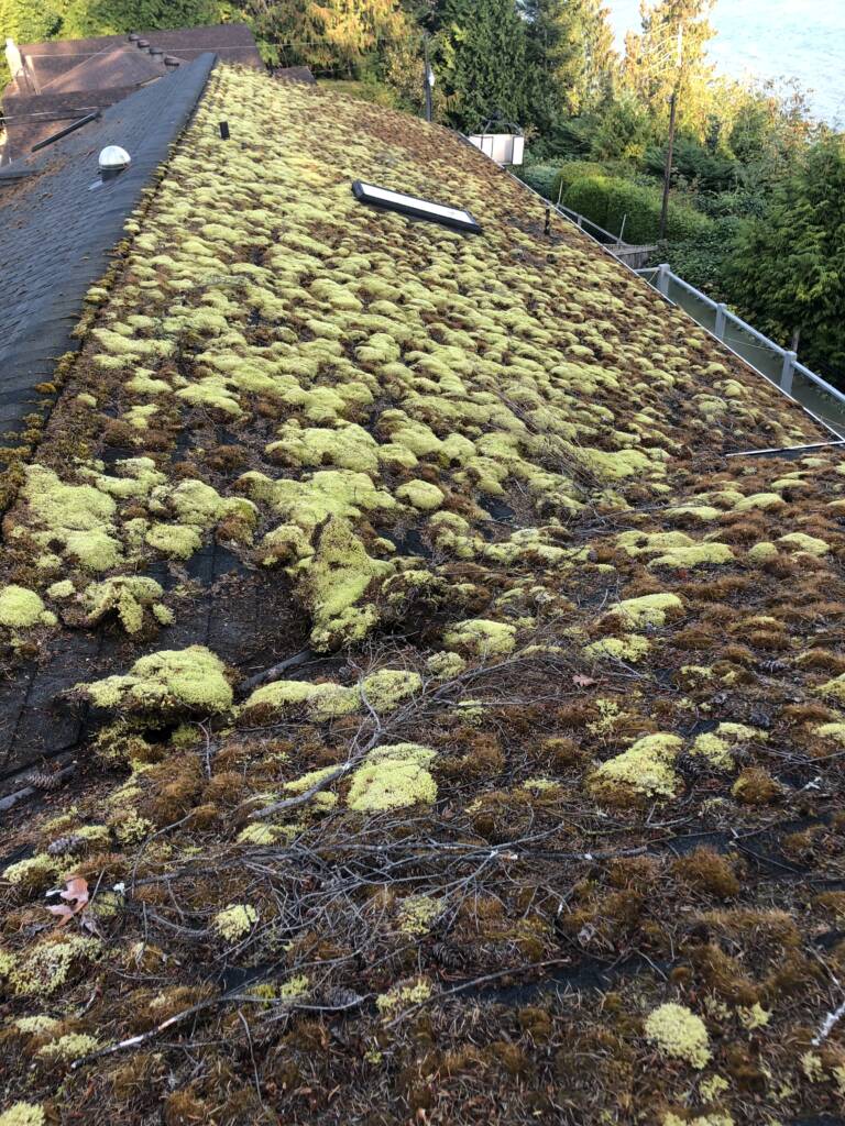 Roof Moss Removal