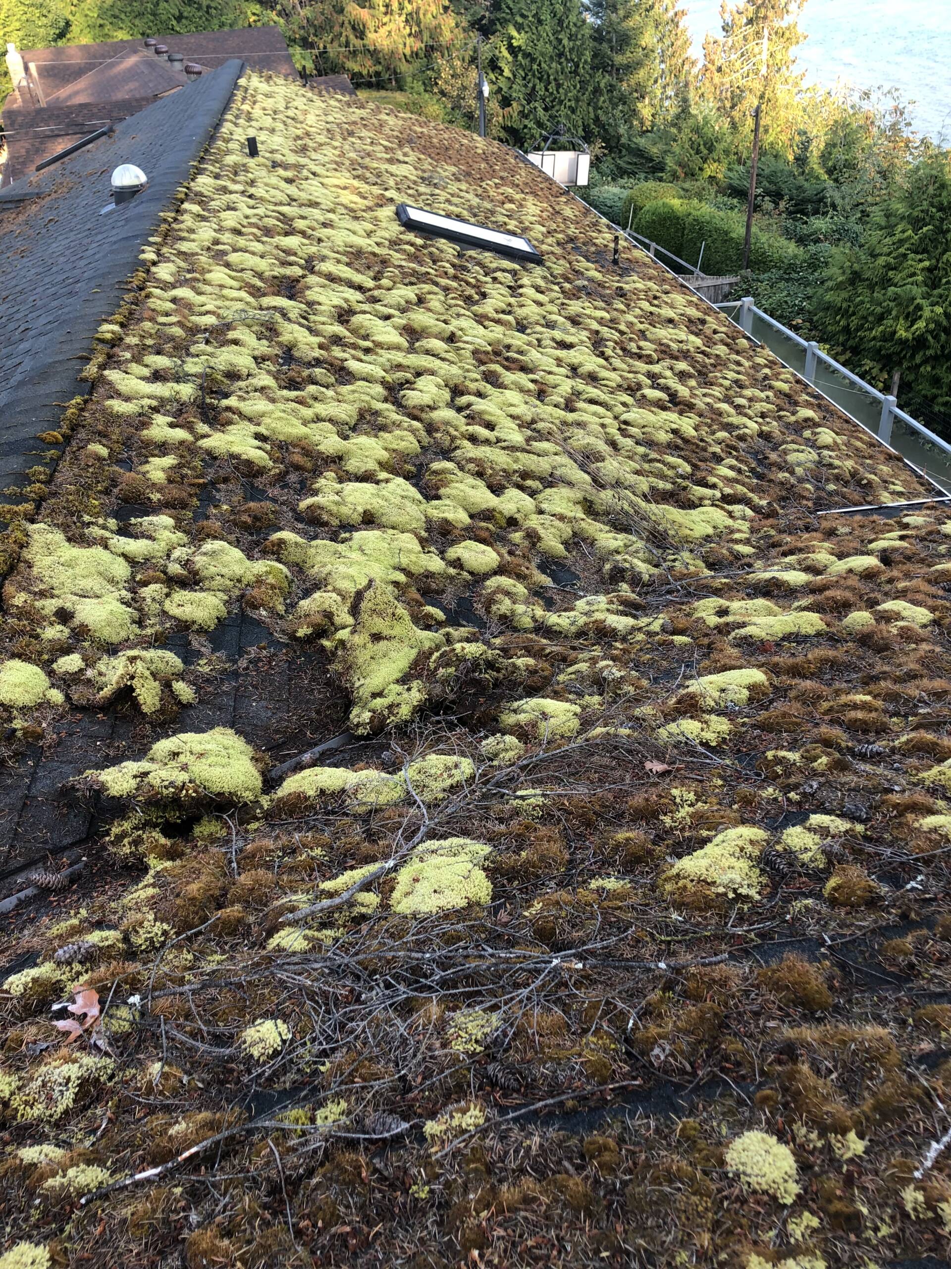 Roof Moss Removal